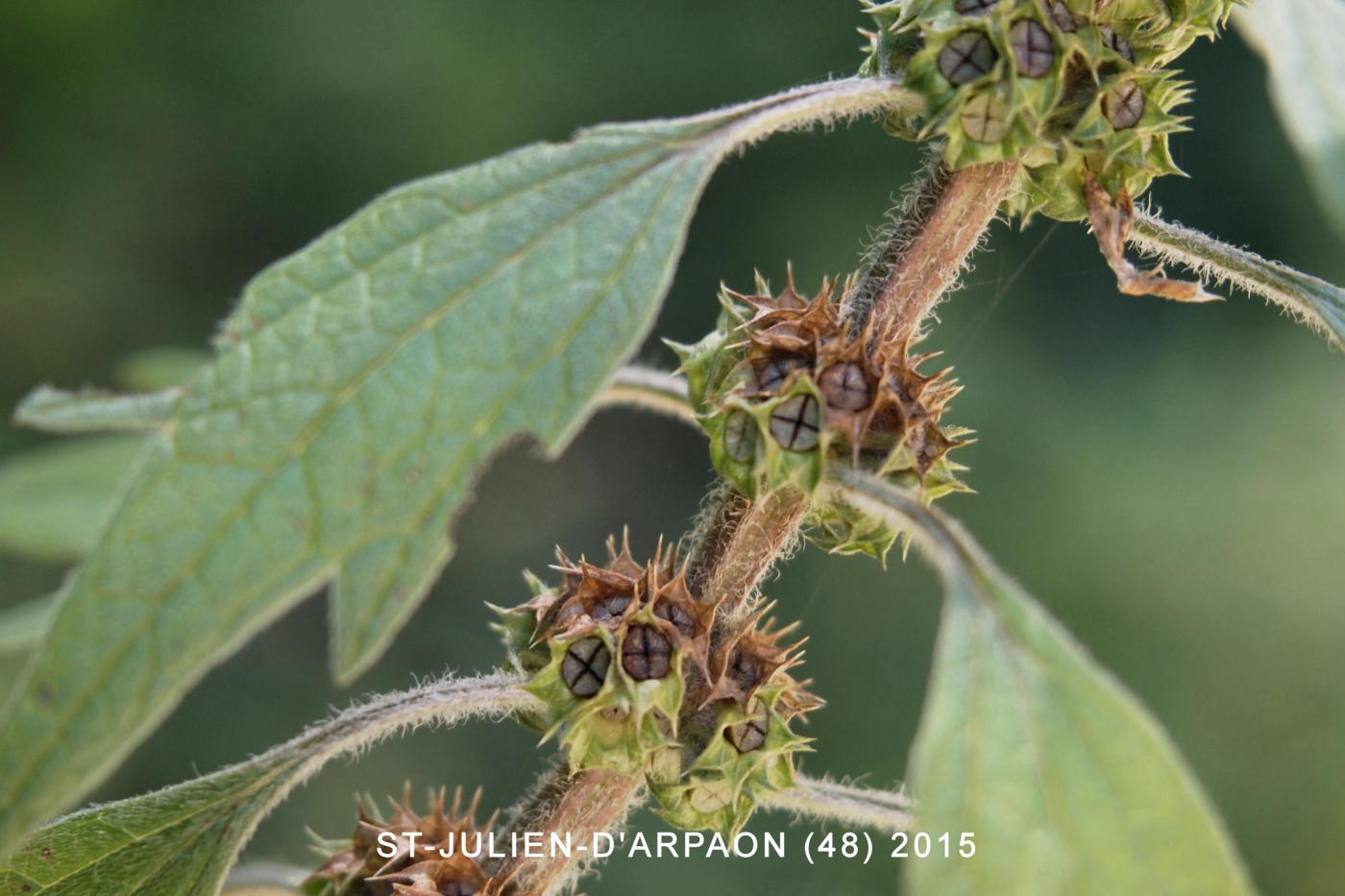 Motherwort fruit